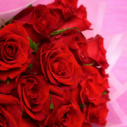 Crimson Devotion Bloom